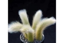 猴尾柱的种植与养护技巧（打造绿意盎然的室内绿植——猴尾柱）