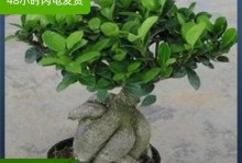 人参榕叶子白点治疗方法及预防措施（解决人参榕叶子白点问题的有效方案与注意事项）