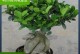 人参榕叶子白点治疗方法及预防措施（解决人参榕叶子白点问题的有效方案与注意事项）