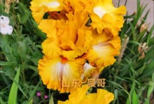 鸢尾花的种植指南（从选址到护理，掌握鸢尾花的种植技巧）