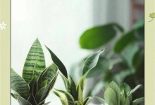 虎皮兰——室内养护指南