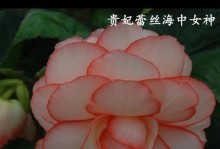 球根海棠的种植与保存（如何保存球根海棠种球及最佳种植时间？）