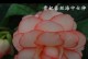 球根海棠的种植与保存（如何保存球根海棠种球及最佳种植时间？）