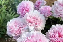 室内养芍药花，美丽家居不再空荡荡（适合家里栽种的花卉之一，把春天种在家里）
