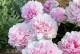 室内养芍药花，美丽家居不再空荡荡（适合家里栽种的花卉之一，把春天种在家里）