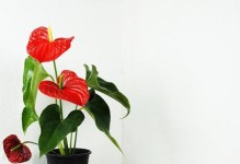 红掌叶子枯黄了怎么办？（教你拯救植物生命的秘诀，让红掌重新焕发生机）