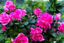 杜鹃花根部长绿的原因及应对措施（绿根现象分析与处理方法，）