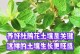 杜鹃花（了解杜鹃花的品种与栽培技巧）