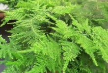 以文竹用土的配搭技巧（探索文竹种植土壤的选择与使用方法）