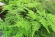 以文竹用土的配搭技巧（探索文竹种植土壤的选择与使用方法）