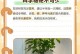发财树的养护之道（掌握关键技巧，让发财树茁壮成长）