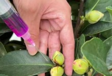 夏季盆栽茶花的养护指南（打造室内清新花海，享受夏日的芬芳）
