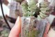用多肉瓣瓶子栽活，打造迷人花园（多肉植物栽培指南，轻松掌握栽活技巧）