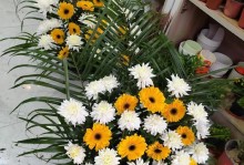 怀念亲人的花——缅怀逝去的至爱（在花海中寻找最真挚的温暖）
