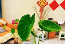 以芋头为材料制作盆栽的方法（打造独特芋头盆栽，享受植物创意之美）