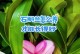 石斛兰长花包后的养护秘籍（打造鲜花盛开的花园，从石斛兰开始）