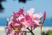 以夹竹桃怎么就开花（探索夹竹桃开花的方法与技巧）