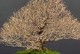 盆景植物的养护技巧（打造迷人盆景，从养护开始）