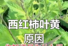 叶子变黄的原因及应对方法（探究叶子变黄的原因，科学应对叶子变黄问题）