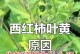 叶子变黄的原因及应对方法（探究叶子变黄的原因，科学应对叶子变黄问题）