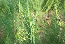 如何处理和种植芦笋种子（从采摘到储存——芦笋种子的处理方法）