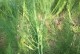 如何处理和种植芦笋种子（从采摘到储存——芦笋种子的处理方法）