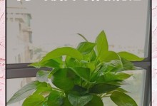 绿箩茎黄（探究绿箩茎黄的原因与防治方法）