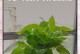 绿箩茎黄（探究绿箩茎黄的原因与防治方法）