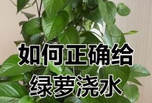 拯救水生绿萝，救活烂根（以水生绿萝烂根的补救方法与技巧）
