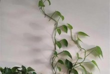 如何有效地养护绿萝水不臭（绿萝养护的小技巧，让你的家更清新宜人）