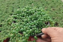 佛珠多肉的种植与养护技巧（打造多肉爱好者的禅意花园）