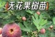 无花果的最佳种植时间（掌握好时间，让无花果丰收满满）