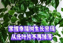 幸福树的秋叶救援计划（如何保护幸福树的叶子健康）