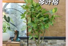 琴叶榕掉叶子原因及治疗方法（探究琴叶榕掉叶子的真正原因与有效的治疗方法）