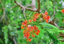 探寻凤凰花之乡——某市的市花（美丽如火的凤凰花绽放在哪里？）