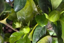 栀子花叶枯病的防治方法（如何有效预防和治疗栀子花叶枯病）