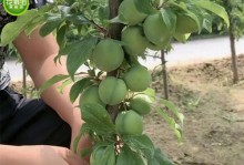 探究李子结果的年限（解析李子结果的形成过程及其相关因素）