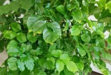 绿宝，一种珍贵的药用植物（探秘绿宝的药用价值与种植技巧）