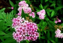繁星花的生长习性与品种特点（探索繁星花的多年生之谜）