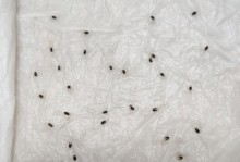 怎样快速发芽柠檬种子（种子泡水时间的重要性）