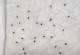 怎样快速发芽柠檬种子（种子泡水时间的重要性）