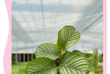 如何有效解决青苹果竹芋密集生长问题（合理管理竹芋，打造宜人生长环境）