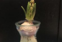 风信子的生长周期及栽培技巧（从种植到开花，全方位解析风信子的生长过程和注意事项）