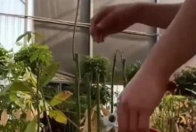 盆栽植物叶片发黄的原因及处理方法（解决盆栽植物叶片发黄的有效措施）