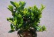 栀子花黄叶子的原因及处理方法（栀子花黄叶子问题解决办法）