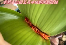 君子兰的生长习性及窜剑行为研究（揭秘君子兰为何窜剑以及如何判断窜剑时机）