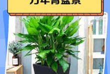 万年青叶子的养护技巧（如何正确养护万年青叶子，让其长寿健康）