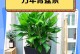 万年青叶子的养护技巧（如何正确养护万年青叶子，让其长寿健康）