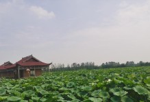 莲藕种植技术与管理（打造高产优质莲藕的技巧和方法）