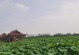 莲藕种植技术与管理（打造高产优质莲藕的技巧和方法）